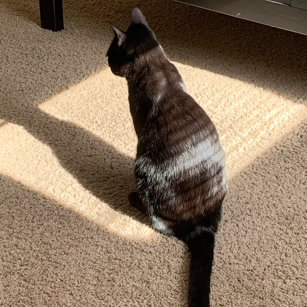 Meet your Posher, Bridget